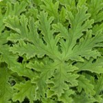 Rose Geranium medallions from Planet Earth Diversified