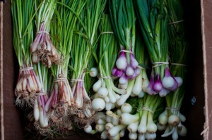 Shallots, Spring Onions, Red Spring Onions
