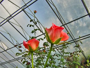Roses in the Flower House