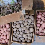 First Potato Harvest