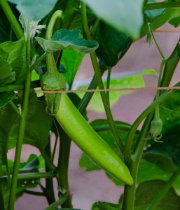 Thai Green Eggplant