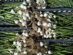 Fresh Spring Garlic