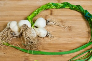 Garlic Braid Garlic Braid