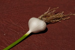 Garlic Garlic