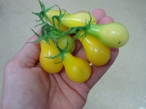 Handfull of Yellow Plum Tomatoes