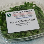 Micro Cilantro