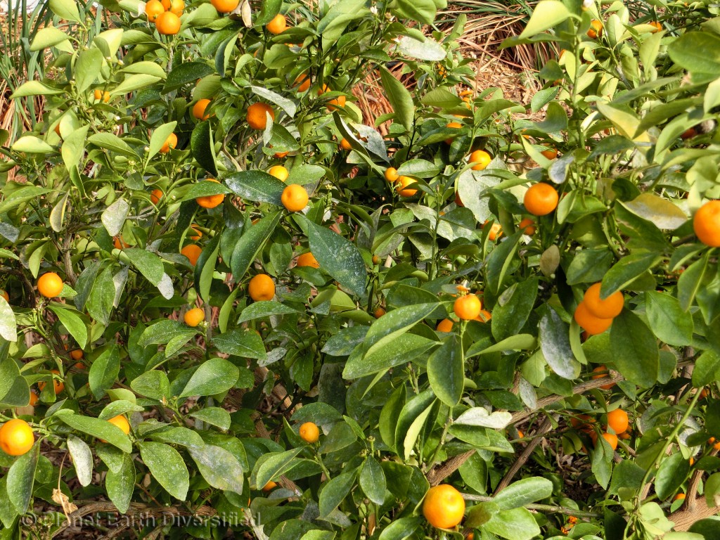 Calmondin Citrus - Tart little oranges