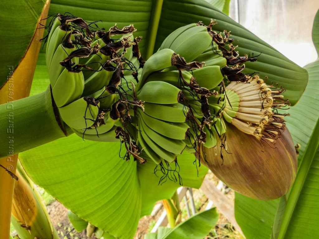 Fruiting Banana Trees in GH4 