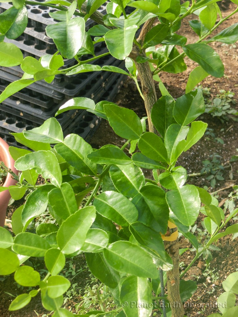 Kafir Lime Leaves regrow