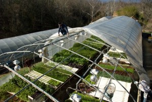 Planet Earth Diversified greenhouse Production