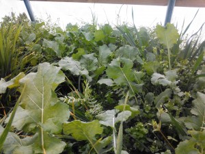 Kale in Greenhouse