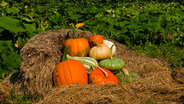 *Video:pumpkins from the field