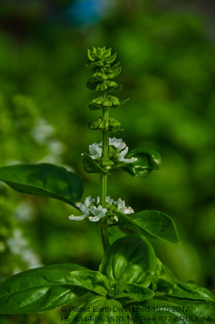 basil-flowering-tops