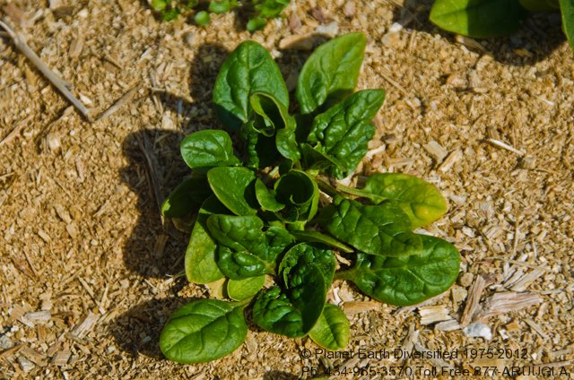 field-spinach