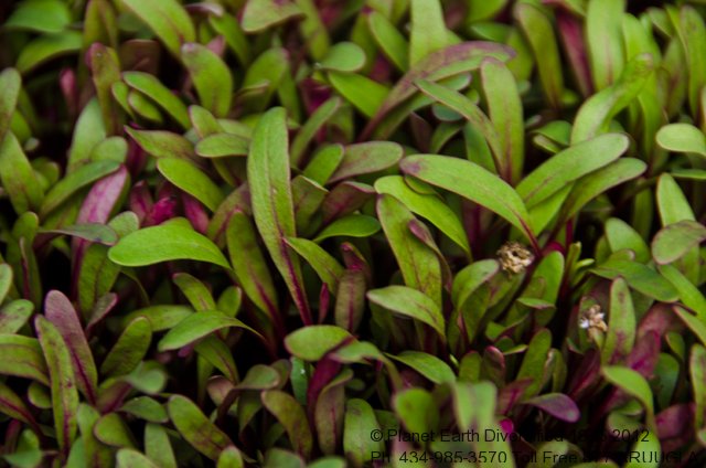 nano-micro-beet-leaf