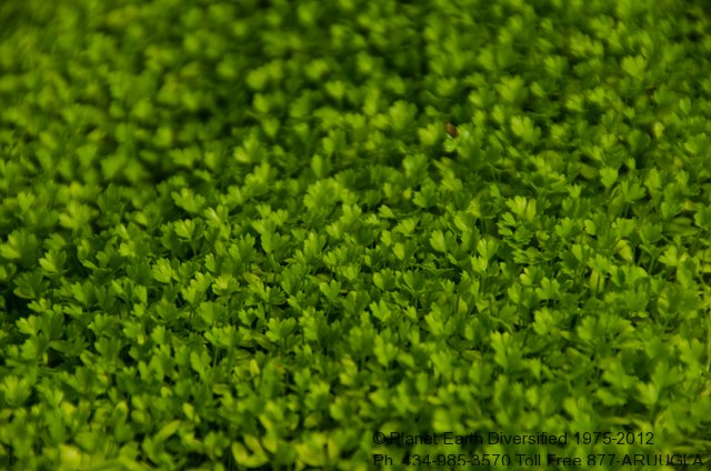 nano-micro-celery-leaf