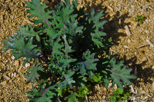 red-russian-kale-2