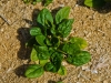 field-spinach2