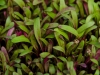nano-micro-beet-leaf