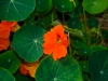 nasturtium-flower