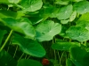 nasturtium-leaf