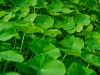 nasturtium-leaves