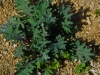 red-russian-kale