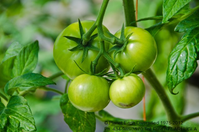 tomatoes-green