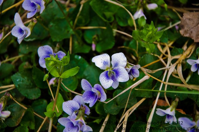 Edible Violet Flowers