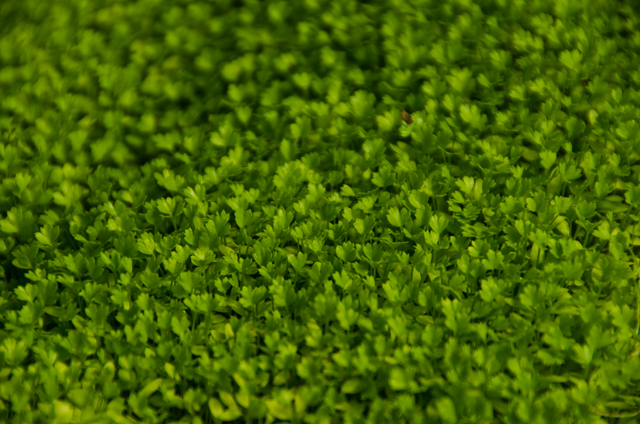 nano-micro-celery-leaf