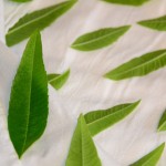 Select Lemon Verbena leaves