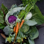 Broccoli, Cauliflower, Carrots, Chard, Romanesco, Cabbage, Squash
