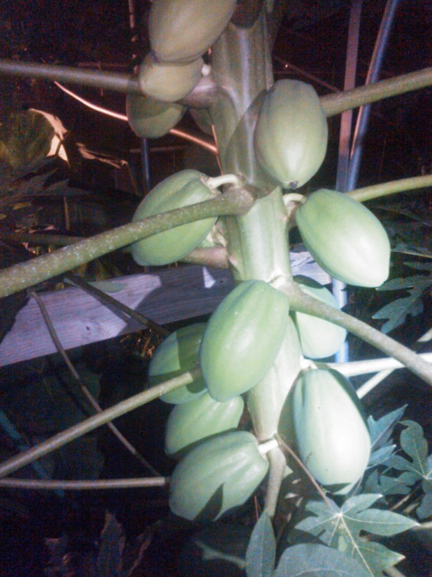 Papaya in Greenhouse