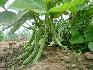 2016CSA_Summer_Aug 20 green beans growing