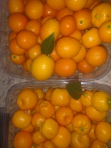 Kumquats and Calamondin